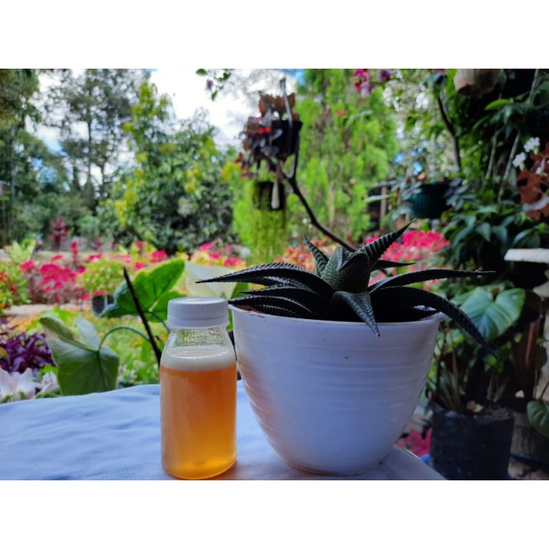 

Madu Kelulut Asli 85gr