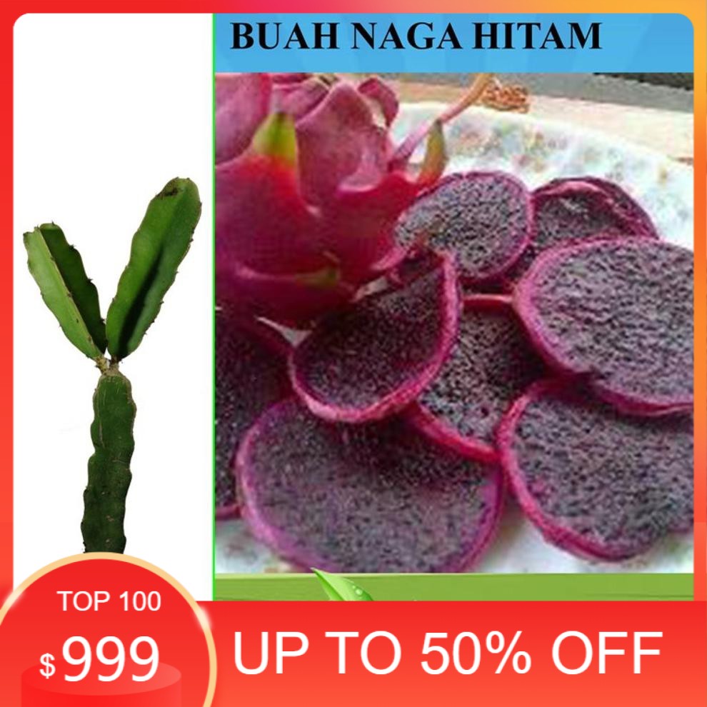 bibit buah naga hitam