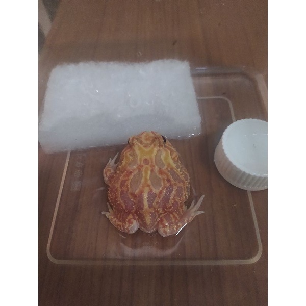 PACMAN FROG