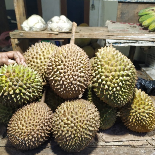 

Durian Lubuk Linggau Buah Musiman Laris Enak Lezat Pasar Murah Jakarta