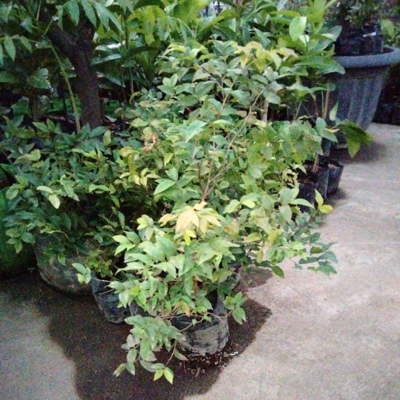 Bibit buah anggur Brazil jaboticaba (precoo)