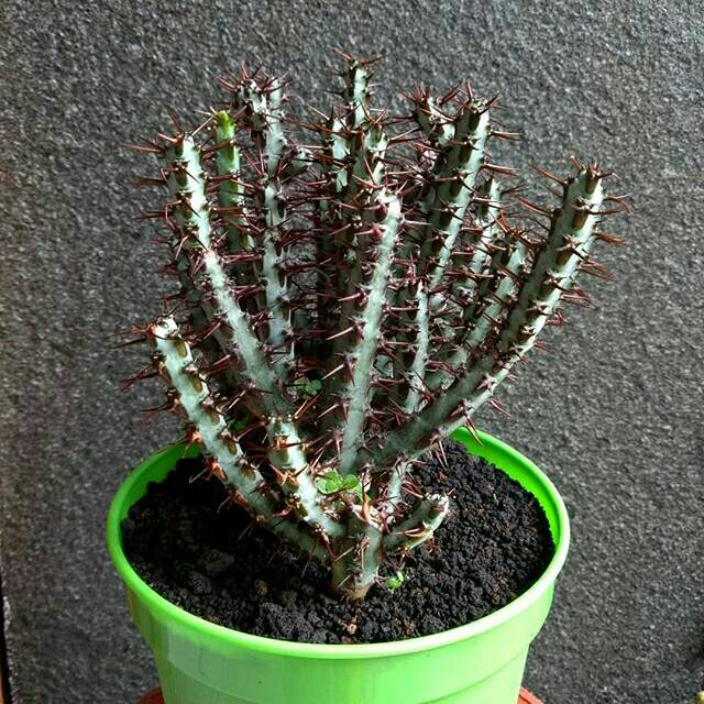 

Euporbia arigunosa