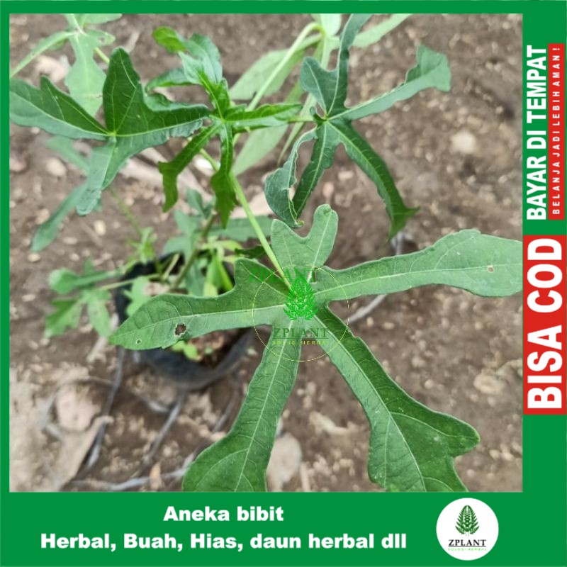 Bibit Tanaman Gedi kalingsir Bibit Pohon Gedi Kalinsir Bibit Tanaman Mustajab Bibit Pohon Mustajap