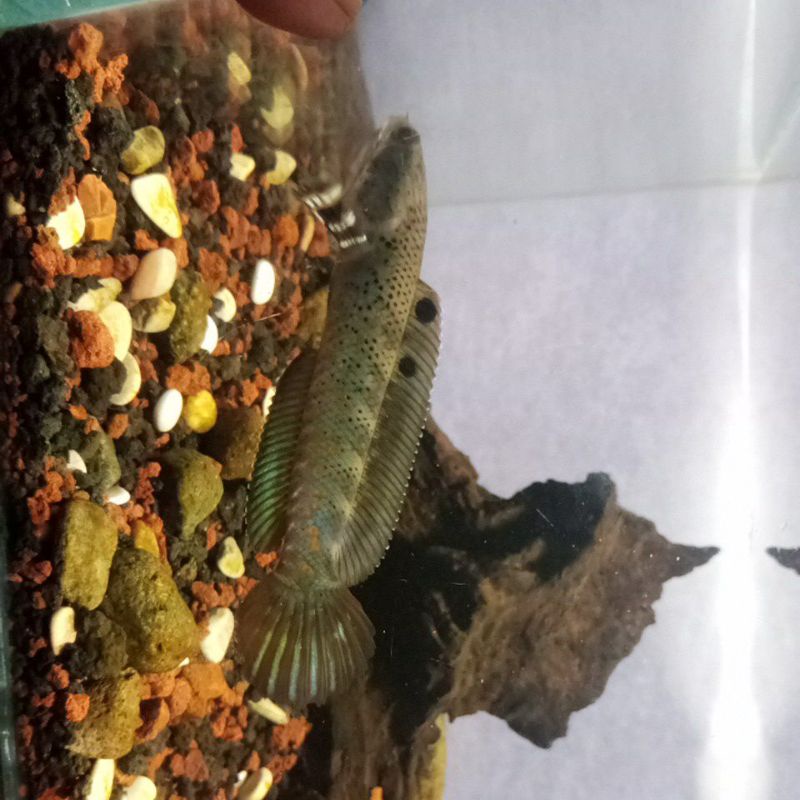 channa pulchra 12 cm