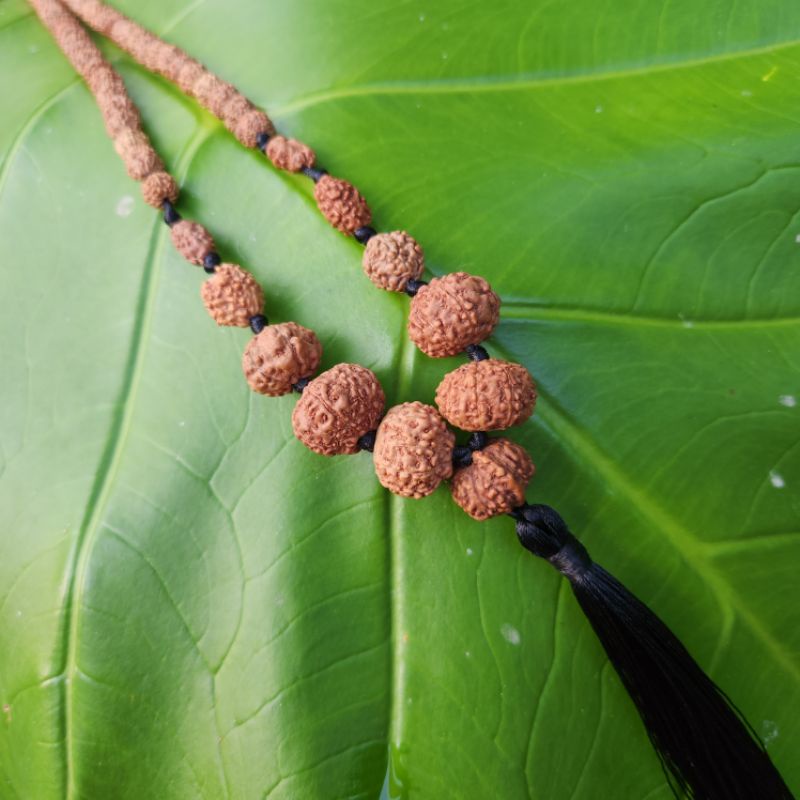 Kalung rudraksha mukhi 1 sampai mukhi 10