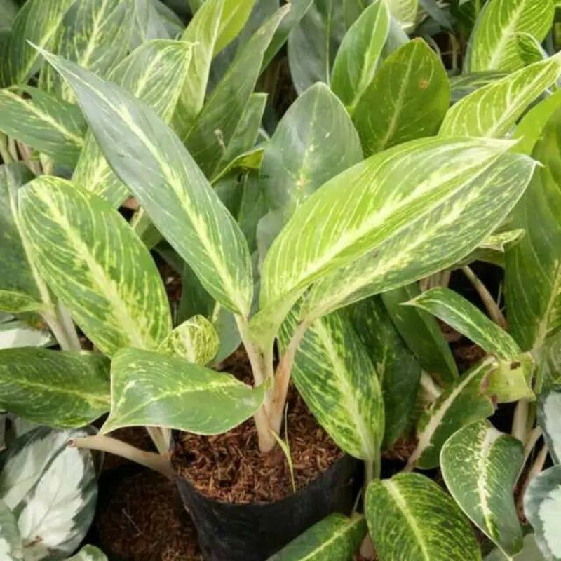 tanaman hias aglonema golden - blanceng perak