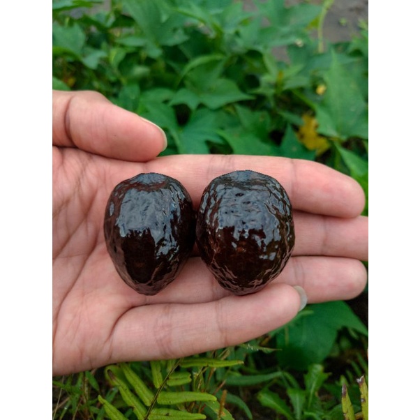 Jayanti  Jawa super ngapsul Jangkung.