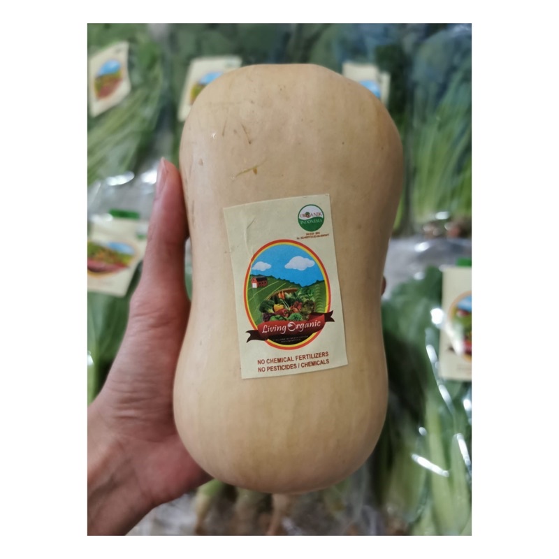 

Butternut pumkin utuh || 500 gr, 1000 gr || Sayuran Organik