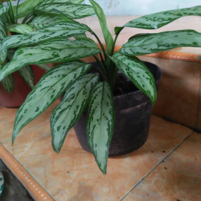 Sri rejeki silver king