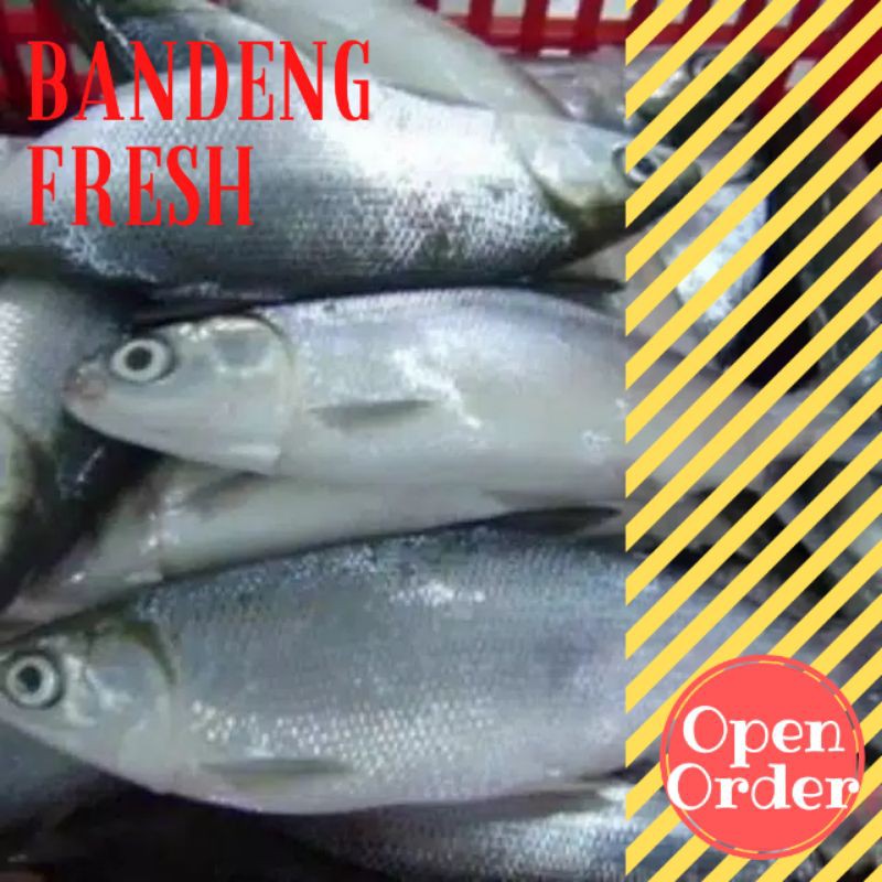 

IKAN BANDENG SEGAR