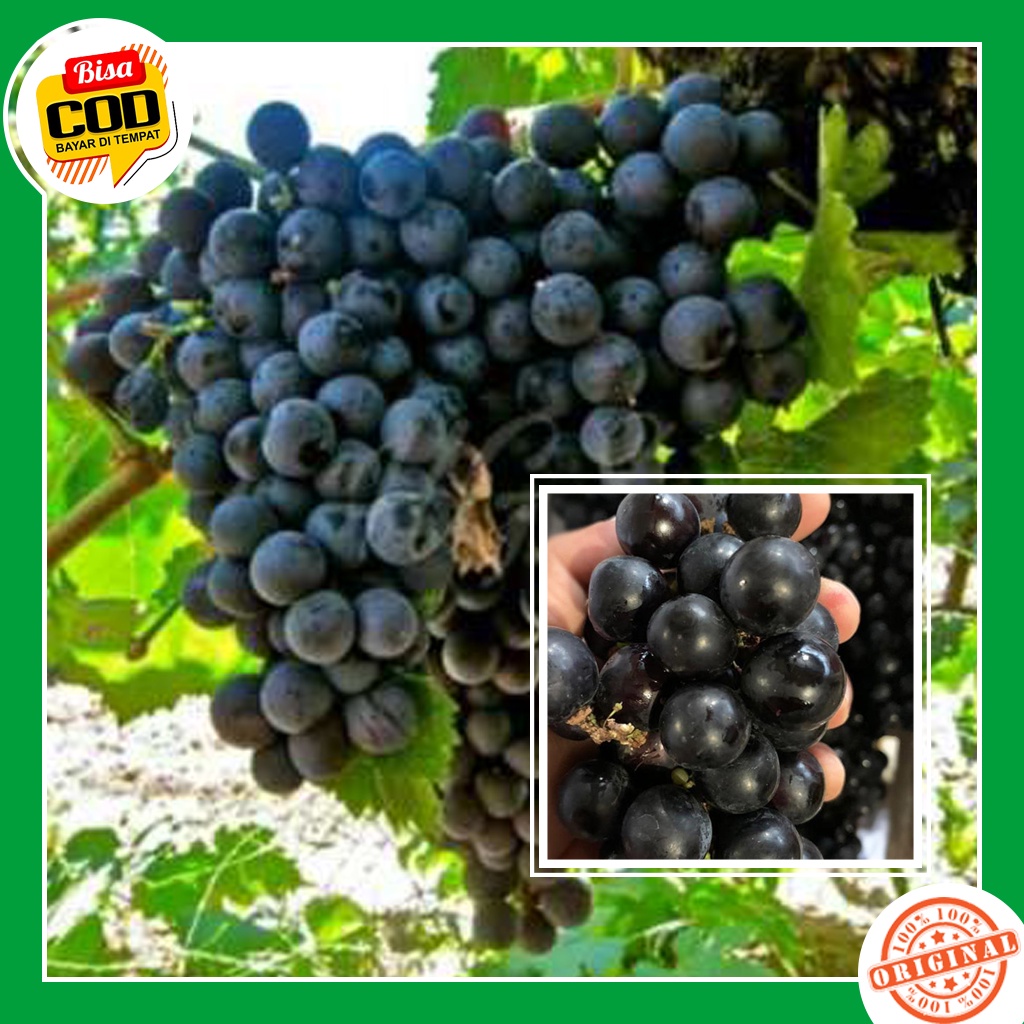 Bibit Anggur Hitam Lokal Buah Anggur Super Original  [ SIAP KIRIM ]