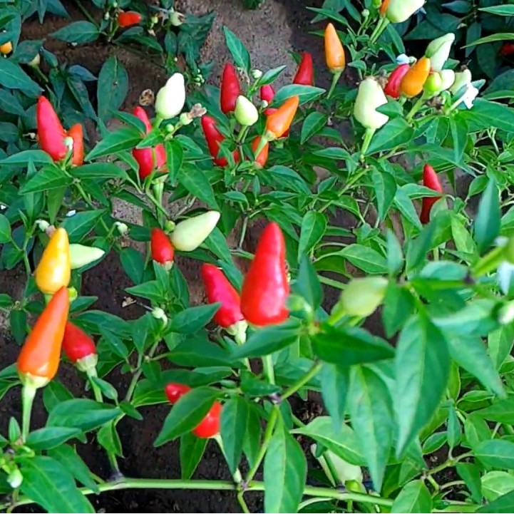 BS-BYL Bibit Cabe Hias Pelangi Benih Tanaman Sayuran Cabai Carolina Reaper Merah Bolivian Rainbow Katokkon Numex Giant Raksasa Sweet Italian Ungu Hitam-CH PELANGI AYESHA