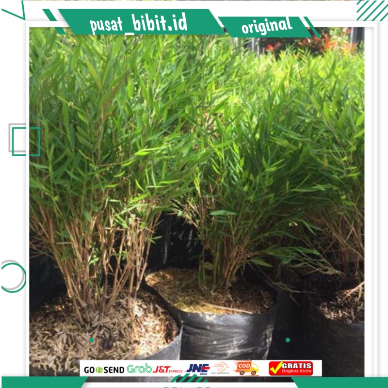 bibit bambu Jepang