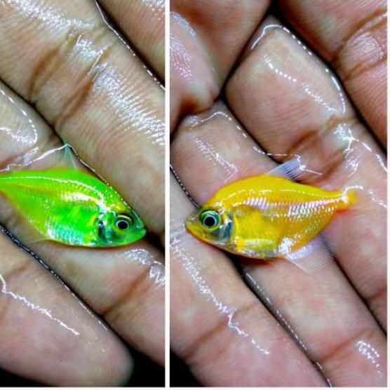 Barang Laris ❊ Ikan hias aquascape Glofish Tetra import**