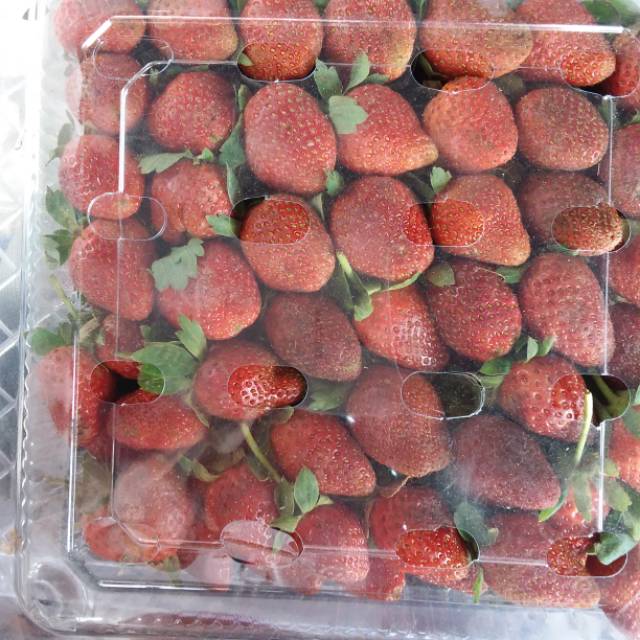 

Strawberry Ganda Segar dan Sehat Paket Jumbo per 1 kg Rp. 100.000