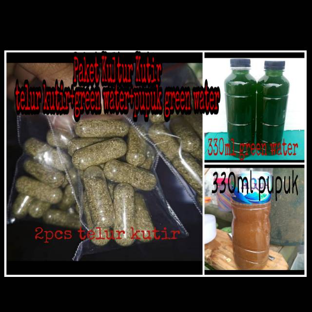 PAKET KULTUR KUTU AIR MOINA