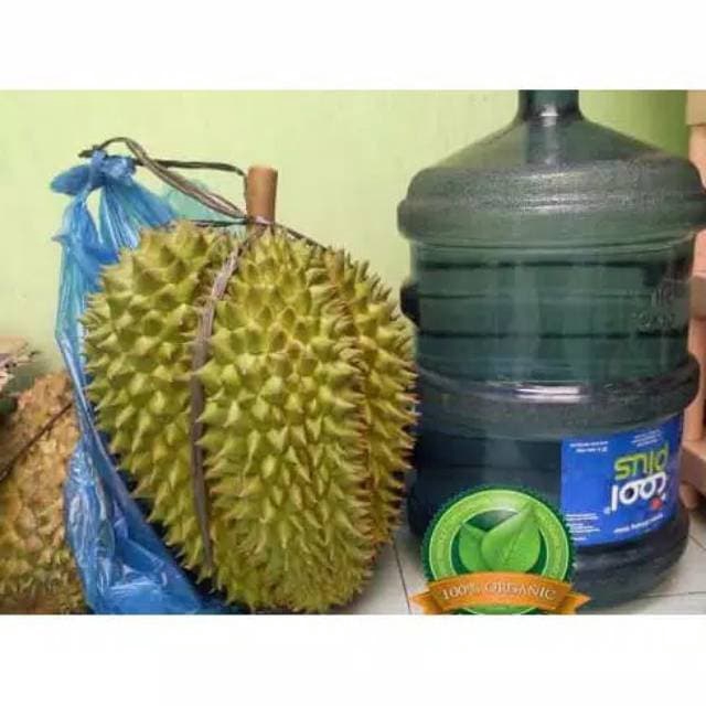 Bibit durian bawor kaki 3 super