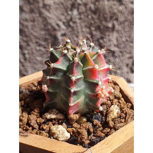Gymnocalycium Starfire