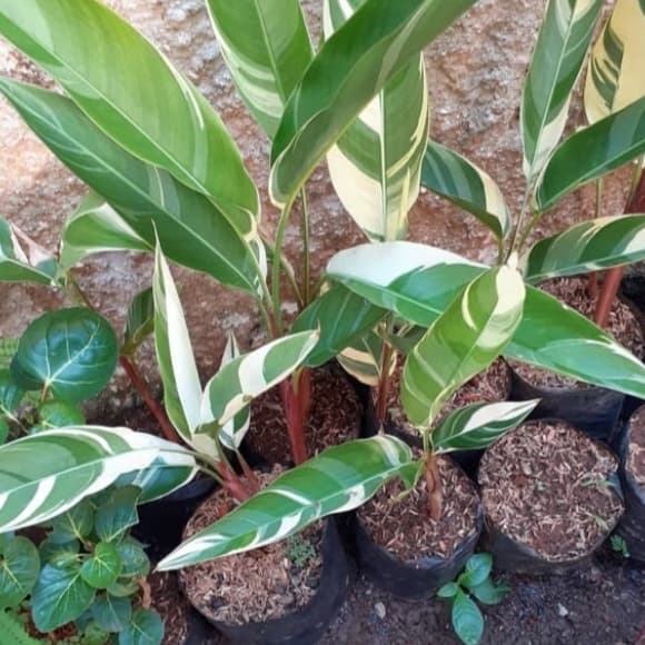 NEW Tanamab Hias Heliconia Variegata-Pisang pisangan Variegata