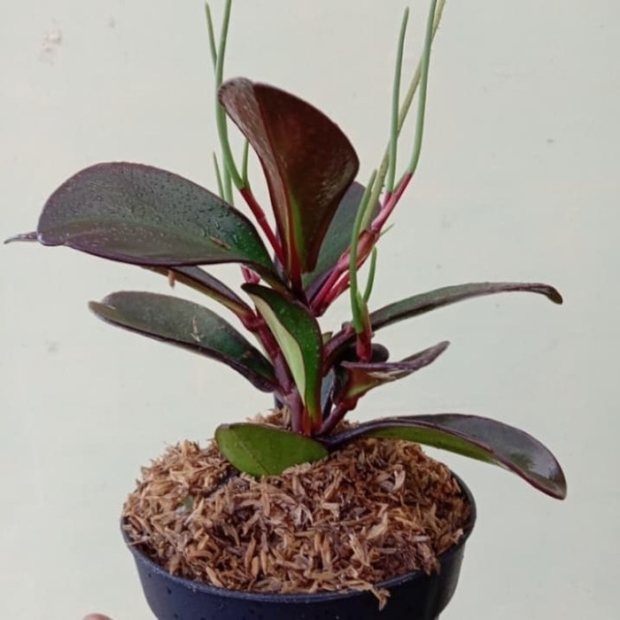 Pohon Teplan Hitam / Black Peperomia - Tanaman Hias Teplan Daun Hitam