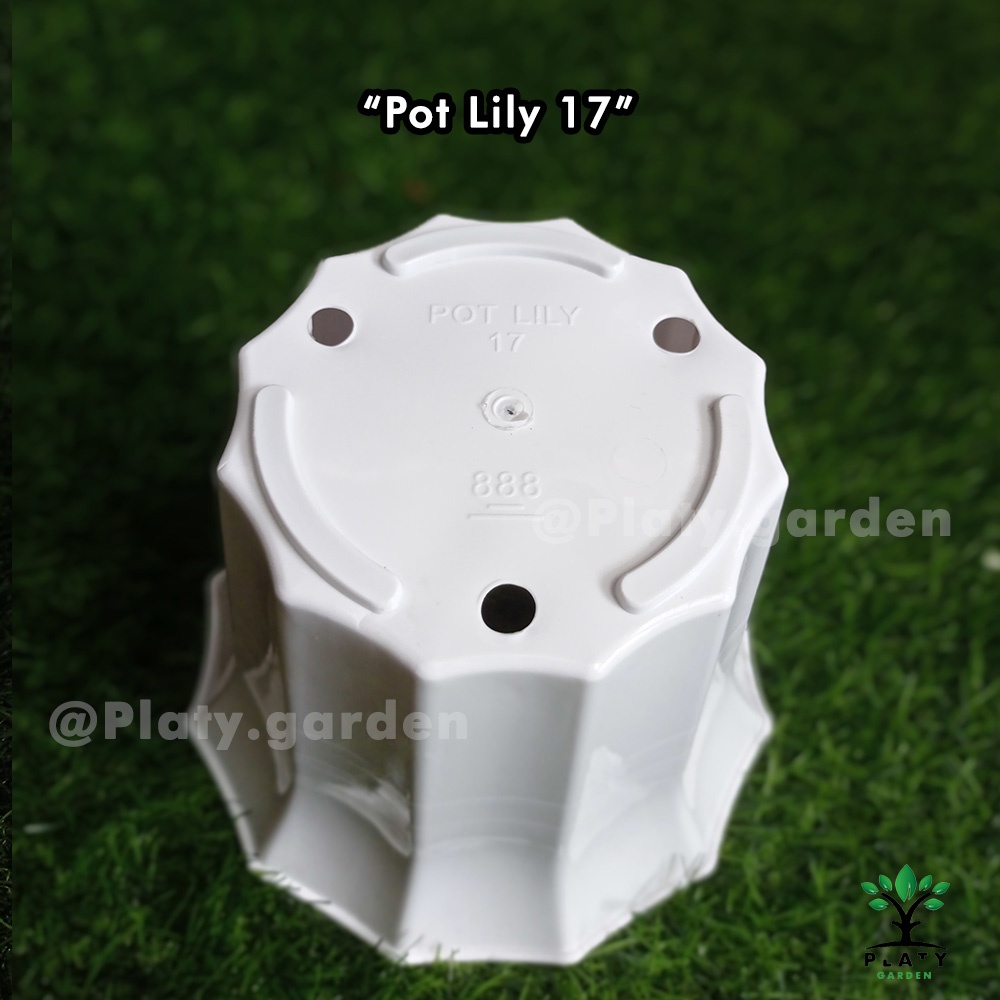 Pot Lily 17