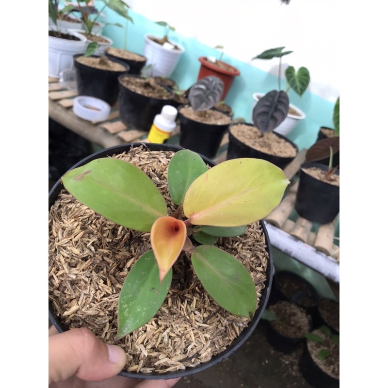 philodendron orange juice