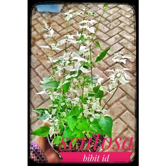 Bibit bunga putri salju