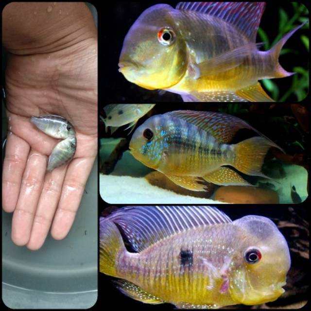 Ikan geophagus balzani untuk aquarium