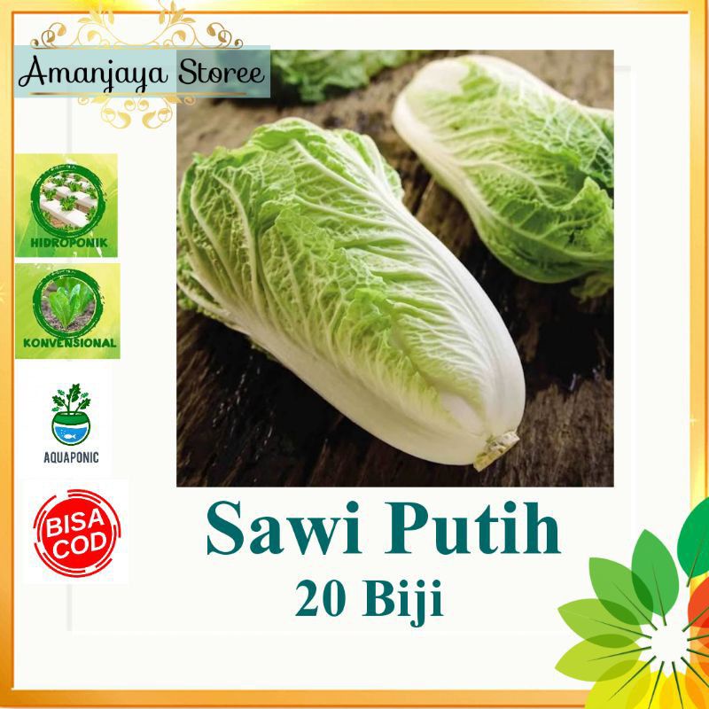 bibit benih sayuran sawi putih leony