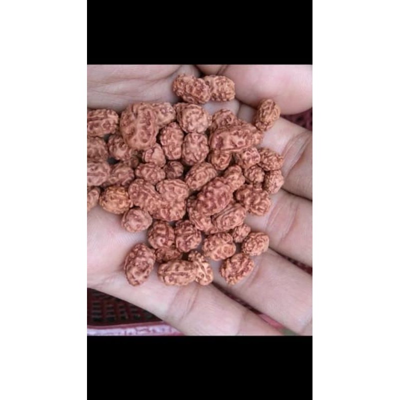 rudraksha jenitri mukhi 2 A