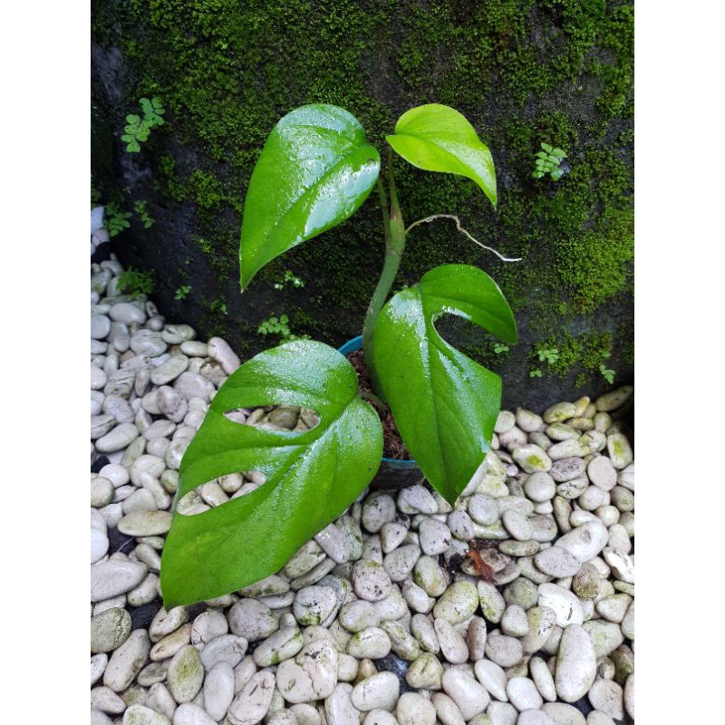 Raphidophora pertusa