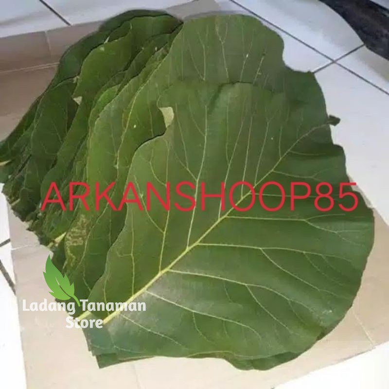 

jual daun jati segar