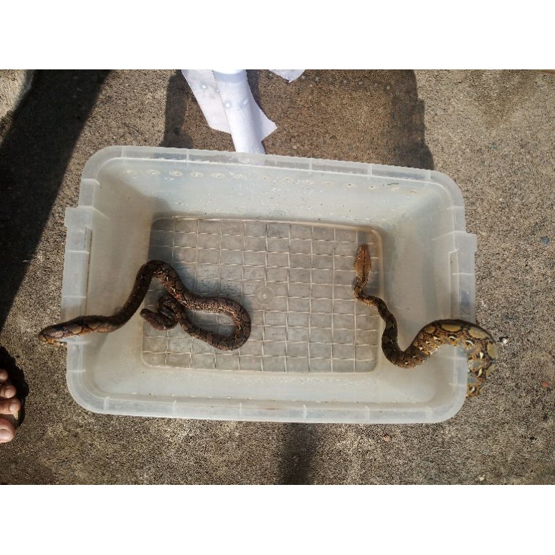 baby retic normal CB bukan WC