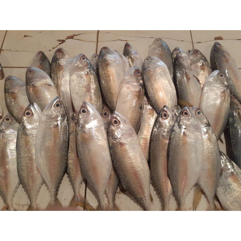 

Ikan kembung segar