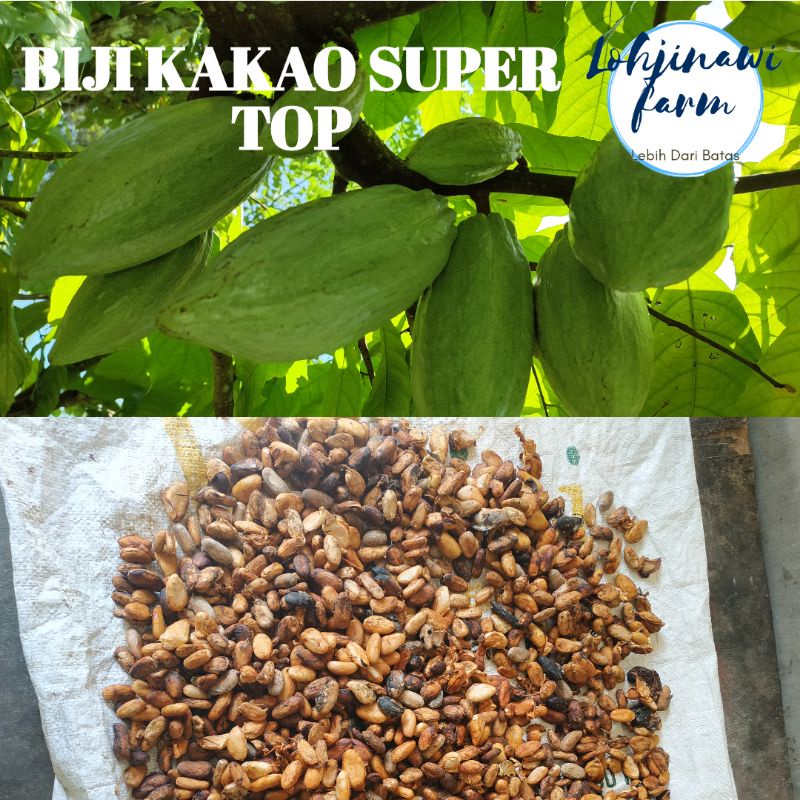 BIJI Kakao Asli Coklat Kering Super Top Fermentasi (Lohjinawi farm)