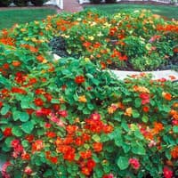 Benih Bibit Biji - Bunga Nasturtium Trailing Mixed Flower Seeds - IMPORT