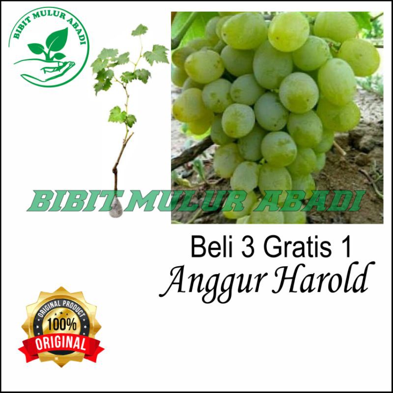 bibit anggur harold/bibit anggur import/anggur import