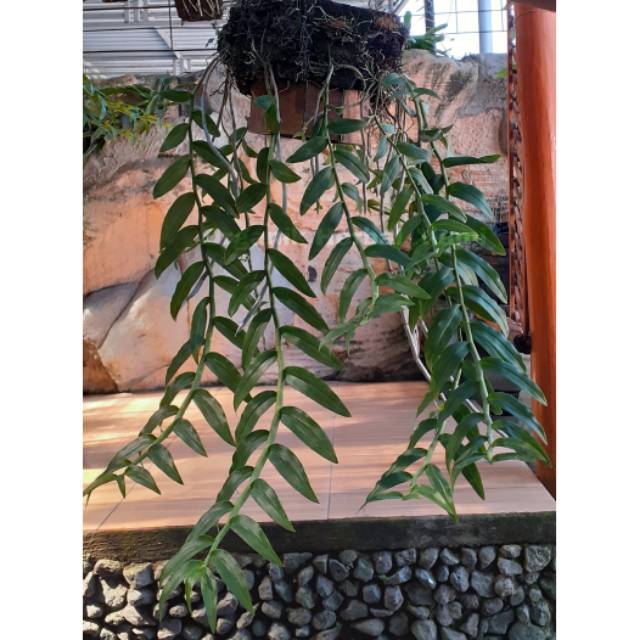 Anosmum Gigantea Dewasa Rumpun Panjang (Per rumpun)
