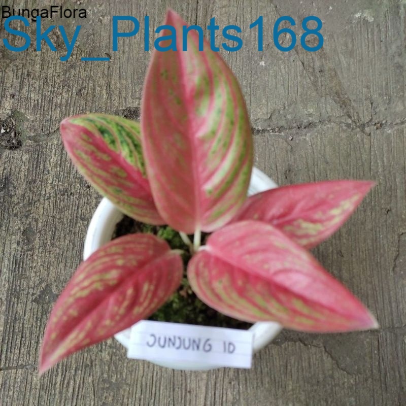 Anakan Aglonema Red Legacy merah tulang ikan (RARE)