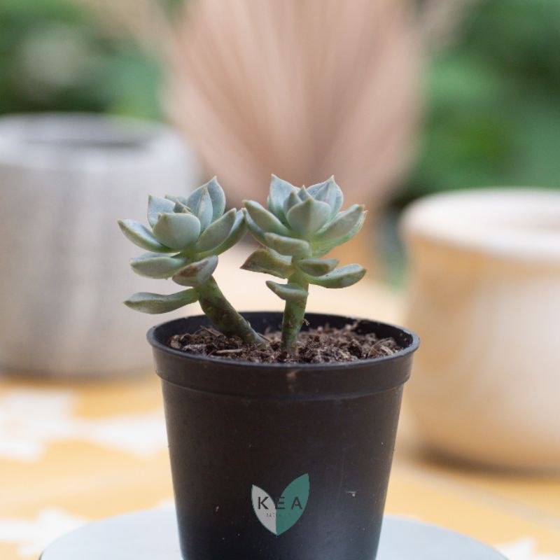 Echeveria sp. | Sukulen Kaktus