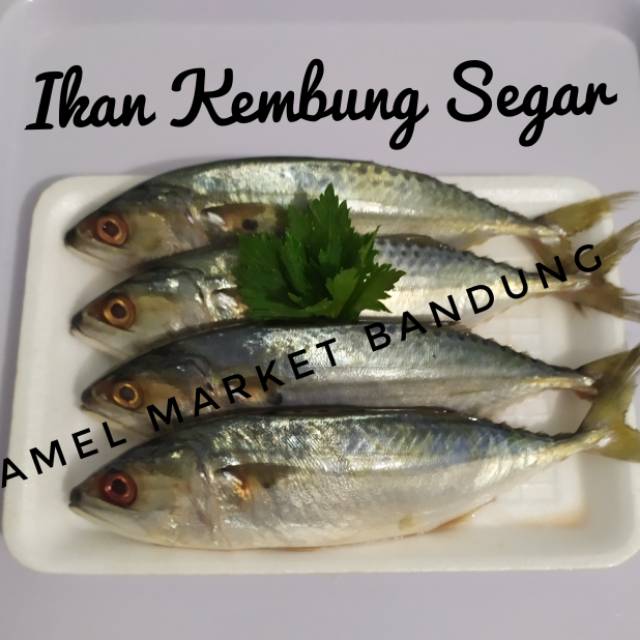 

Ikan Kembung Segar
