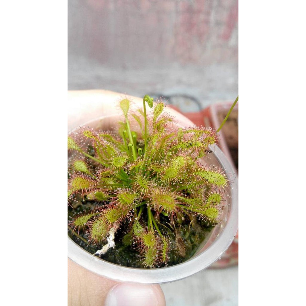 

Hanya Disini] Seed/Biji Drosera Intermedia