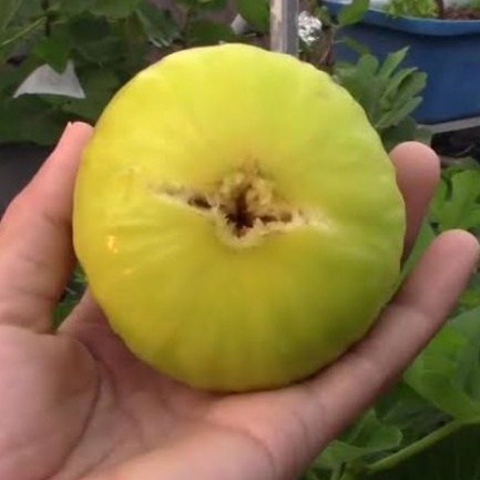 bibit buah tin cangkok jumbo Jin Ao Fen ORI