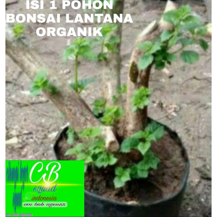 lantana bonsai lantana warna bunga kombinasi warna warni organik