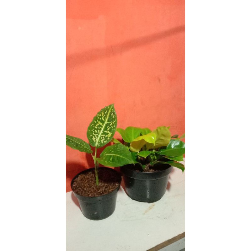 paket tanaman hias aglonema reflector - phillodendron lemon