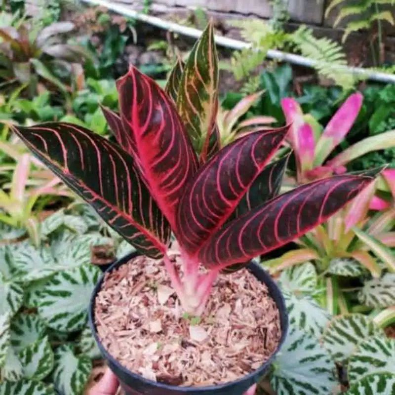 bonggol aglonema red sumatra