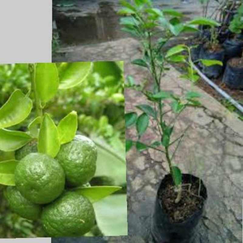 bibit tanaman jeruk limo/ pohon jeruk limo