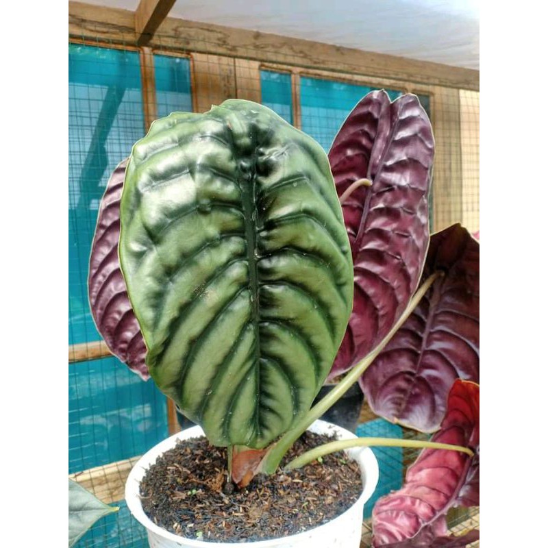 bonggol alocasia cuprea akar rimbun