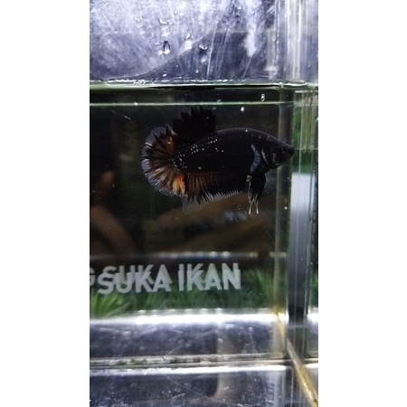 CUPANG PK AVATAR COPPER NEMO/BLACK VARIATION 100% REALPICT - SESUAI FOTO