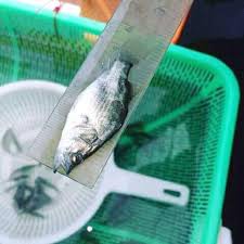 bibit ikan kakap putih/ baramundi